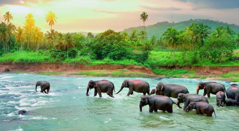 Destination écologique majeure, le Sri Lanka abrite, par exemple, 400 éléphants au sein du Uda Walawe National Park.   