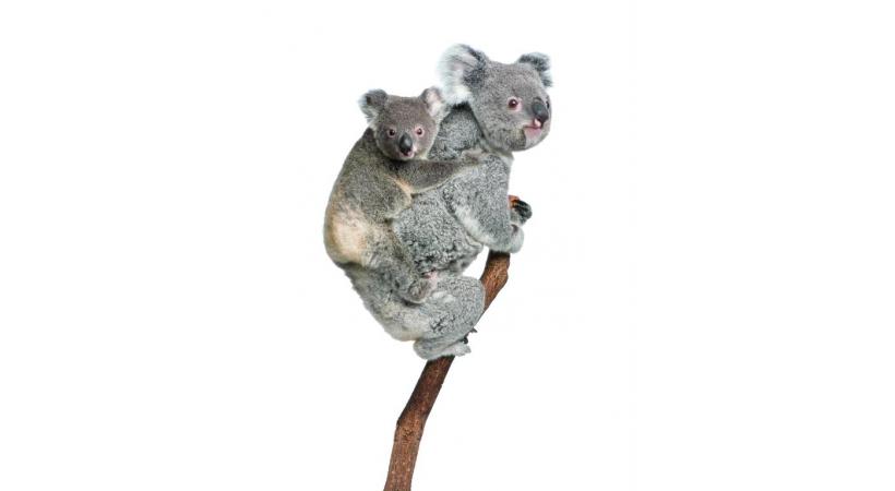 co. La forêt pluviale, plus grande concentration d’espèces témoins de l’évolution des plantes, marsupiaux et oiseaux. 