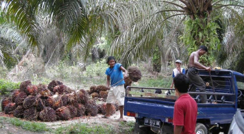 En Indonésie, la conversion de forêts tropicales en cultures intensives de palmeraie à huile est problématique en termes d’émissions de carbone. 123RF/EPFL