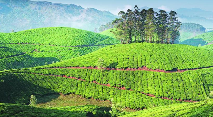 Les plantations de thé, à Munnar, dans le Kerala, de véritables tableaux de maître.
