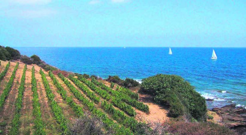Un vignoble qui n'a rien à envier aux meilleurs. 