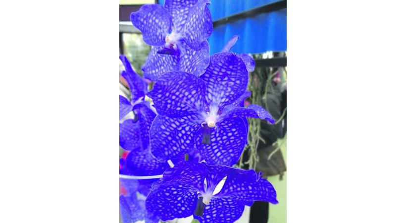 La thématique tropicale fait la part belle aux orchidées