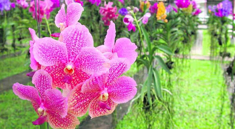 A chaque édition, les floralies révèlent de nouvelles espèces