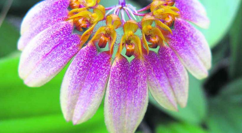 A chaque édition, les floralies révèlent de nouvelles espèces