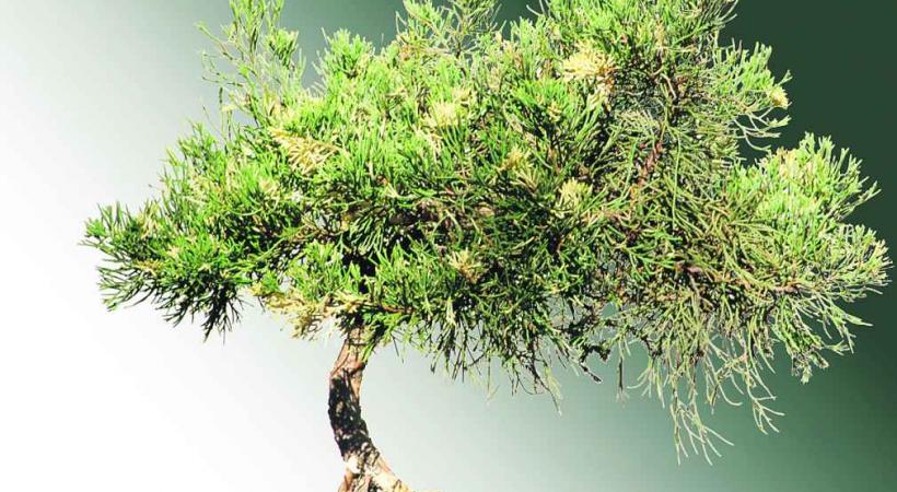 Bonsai Club