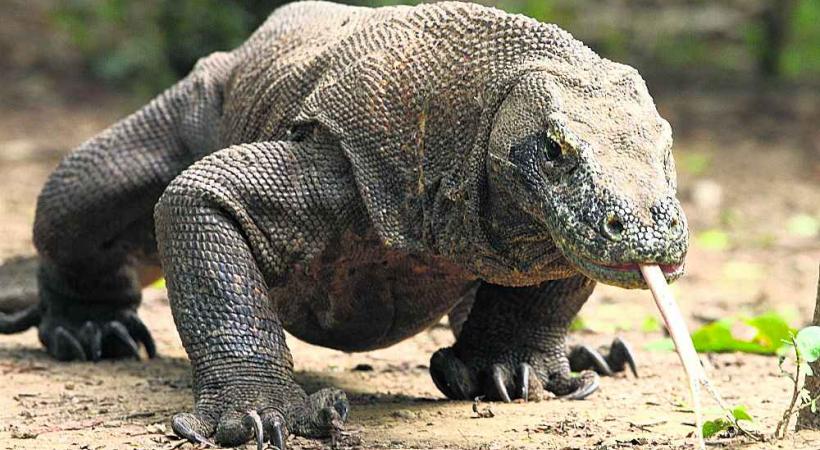 Animal mythique, le dragon de Komodo sera bientôt présent à Servion. 