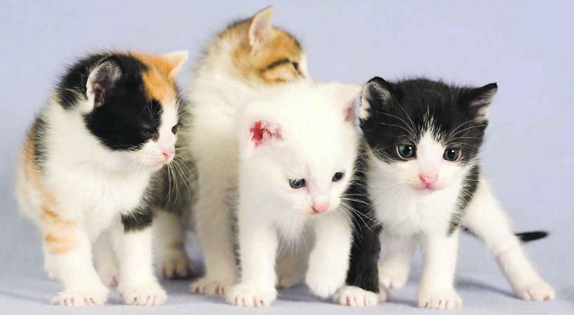 80 ans de miaou