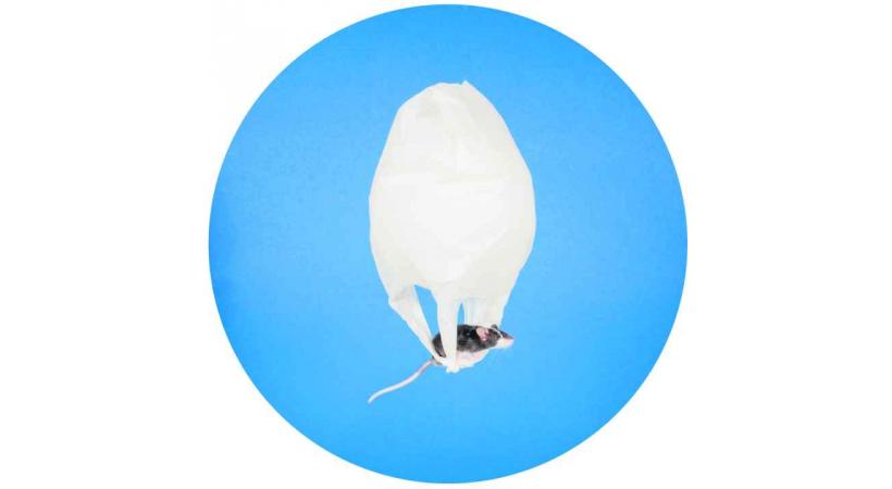 Le sachet devient oeuvre d’art
